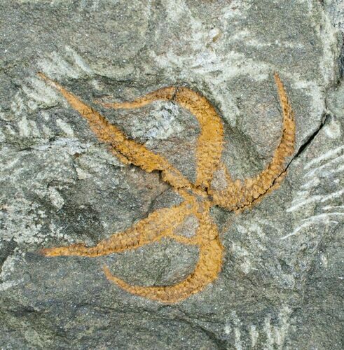 Ordovician Ophiura Brittle Star Fossil #4077